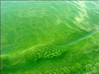http://blogs.discovermagazine.com/imageo/files/2013/04/Microcystis-algal-bloom.jpg